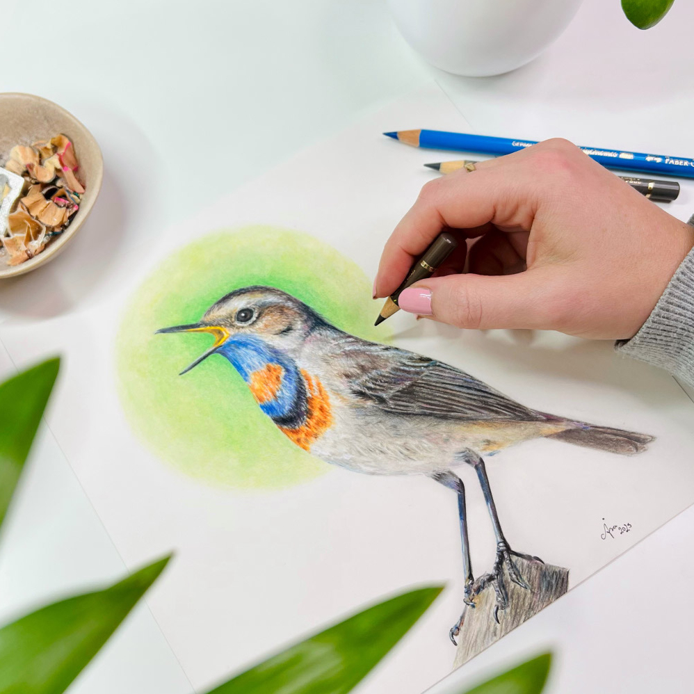 Colored pencil Bluethroat